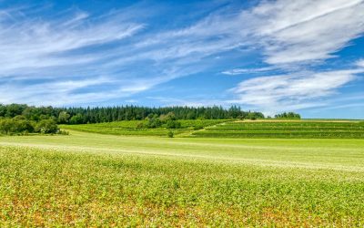 Der Manhartsbergweg bei Schönberg am Kamp