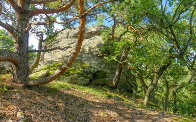 Der Schatzwanderweg in Senftenberg