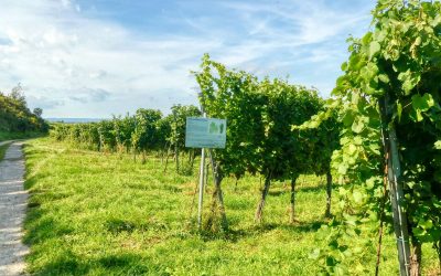 Der Weinlehrpfad bei der Kellergasse am Eichberg in Traismauer