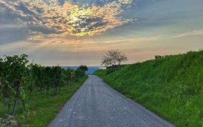 Der Weinberg-Rundwanderweg in Krems-Hollenburg