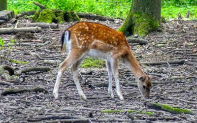 Kinderfreundliche Runde durch den St. Pöltner Stadtwald