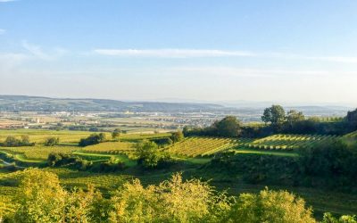 Von Wagram ob der Traisen übers Loamstückl zum Traisentalblick