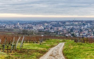 Der WEIN.WISSEN.WEG in Langenlois