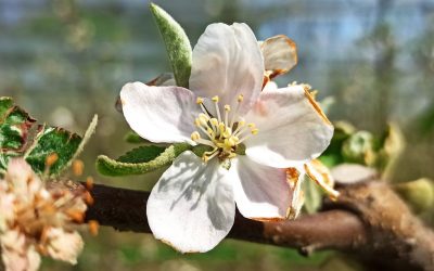 Wandern in der Apfelblüte – Rundweg Kronprinz