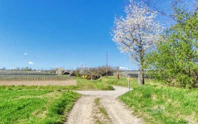 “tut gut” Wanderweg Fels am Wagram – Route 1: Vom Ort zum Beginn der Kellergassen