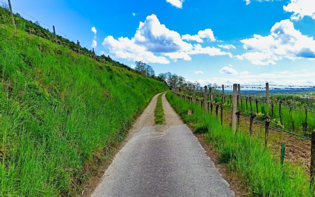 Die HEILIG.STEIN.ROUTE in Langenlois