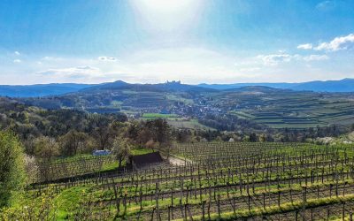 Krustettner Weinrieden Wanderwege: Glockenberg