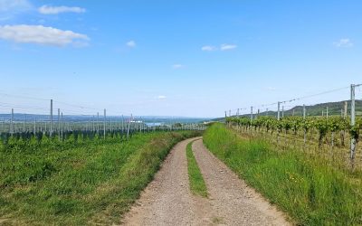 Krustettner Weinrieden Wanderwege: Goldbühel