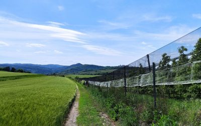 Krustettner Weinrieden Wanderwege: Kirchensteig