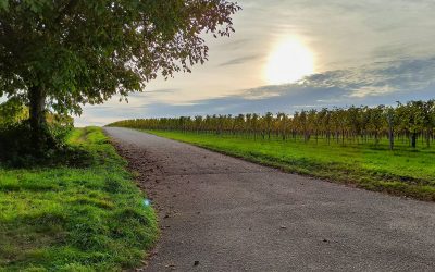 Der “Tut gut!”-Schritteweg “Gesundes Kirchberg am Wagram”