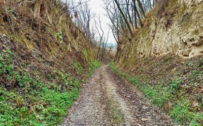 Der 1. Europäische Hohlweg Lehrpfad in Langenlois