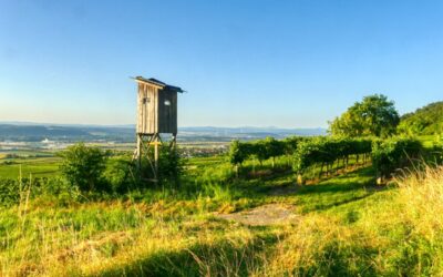 “tut gut” Wanderweg Nußdorf ob der Traisen – Route 1